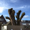 boom snoeien in Eindhoven
